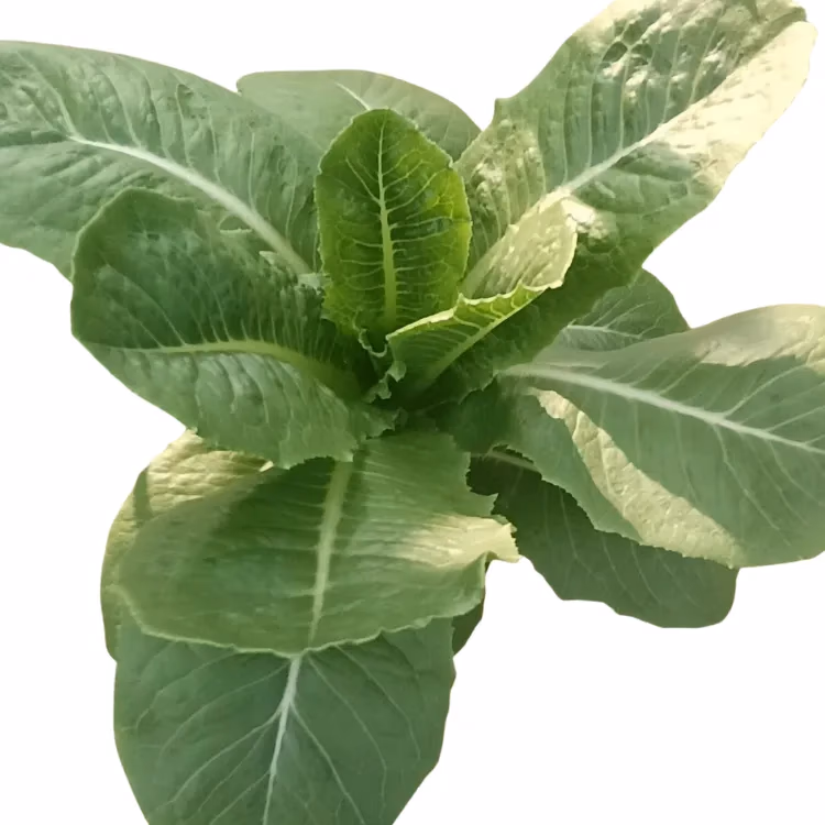 Fresh Cos Lettuce grown hydroponically at One Island Produce
