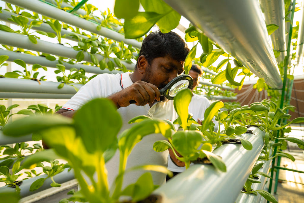 Farm worker inspecting seedlings with a magnifying glass