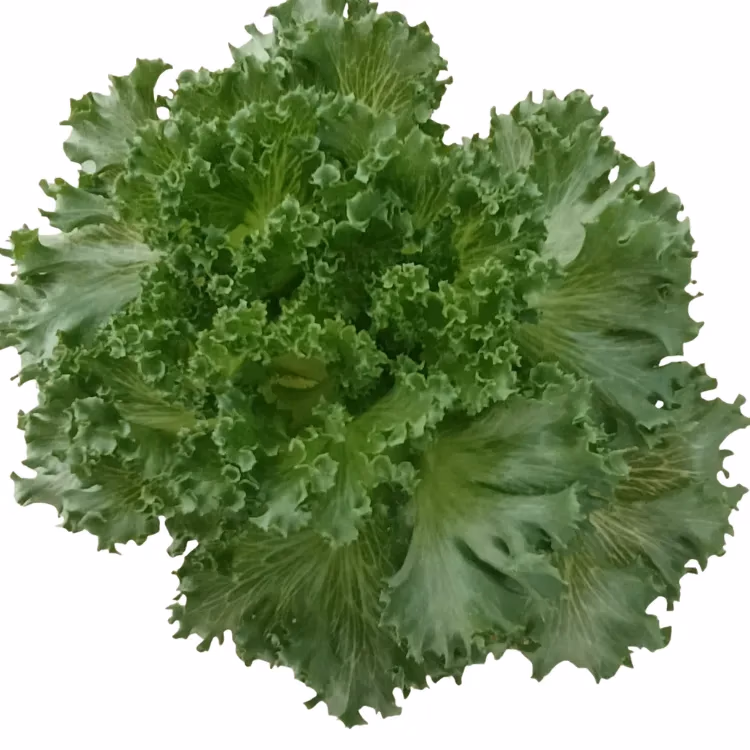 Fresh Frillice grown hydroponically at One Island Produce