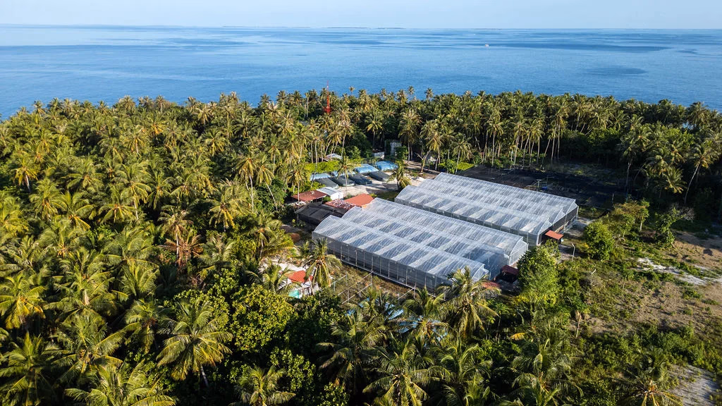 Fresh hydroponic greens growing at One Island Produce farm