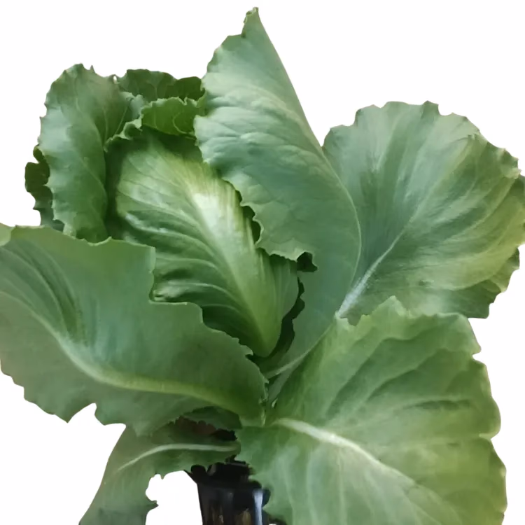 Fresh Iceberg Lettuce grown hydroponically at One Island Produce