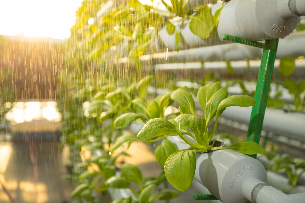 Sustainable hydroponic farming in the Maldives